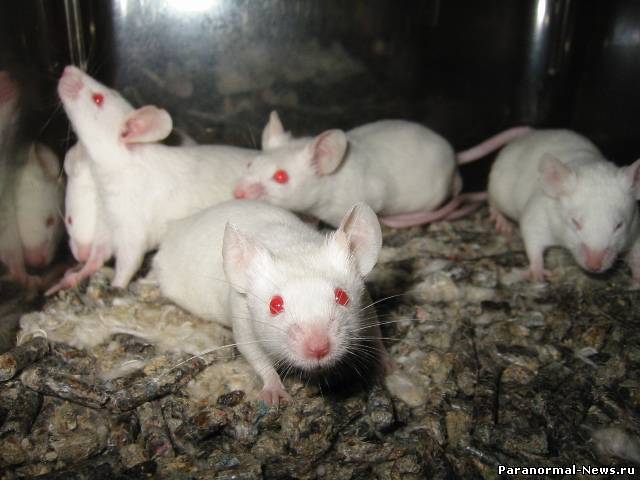 Ученые наделили лабораторных крыс шестым чувством