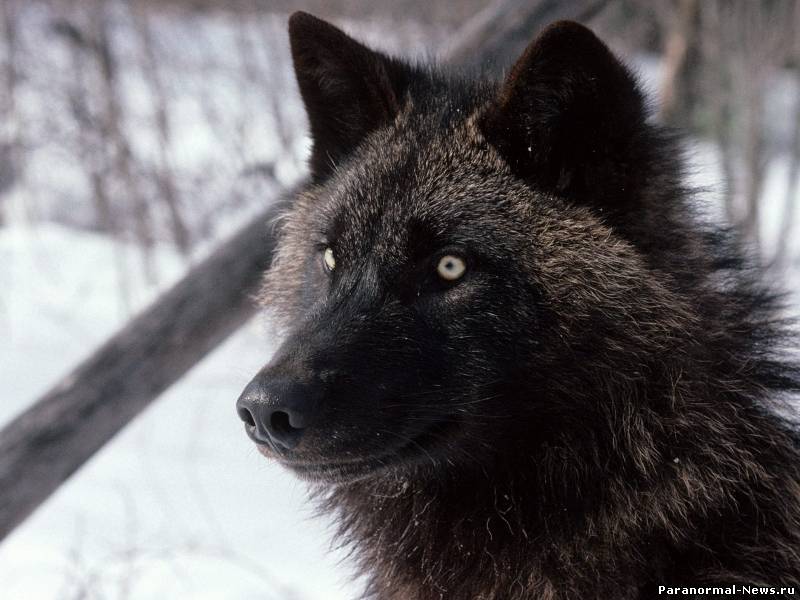 В лесах Всеволожского района обнаружили первого чёрного волка