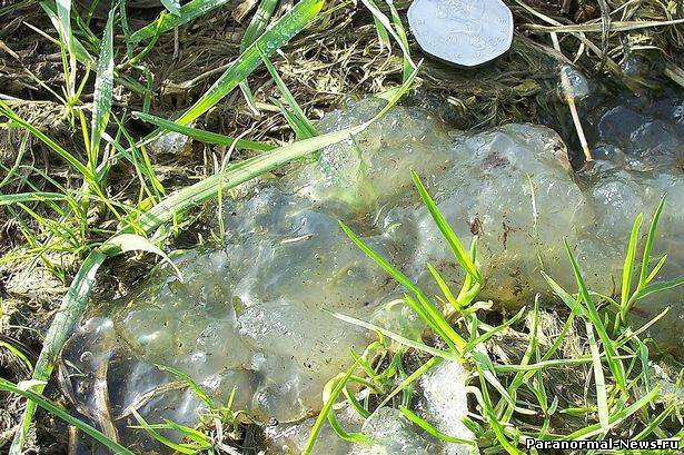 В Великобритании обнаружили загадочную слизь на траве