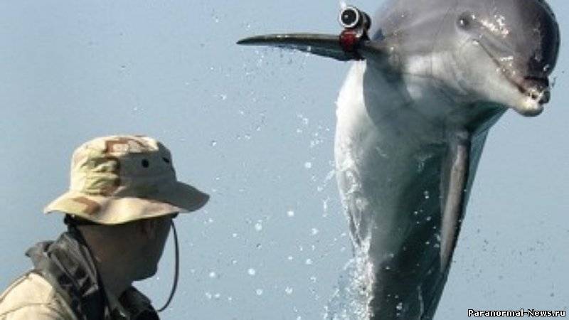 С Украинской военной базы сбежали боевые дельфины