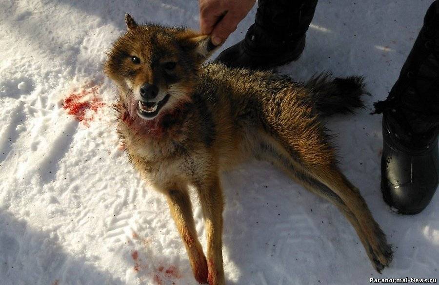 В Эстонии убили странного шакала-волка