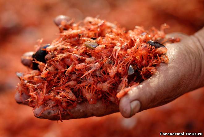 На берег Чили выбросило тысячи мертвых креветок