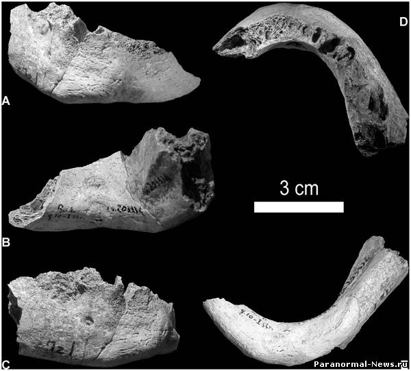 Обнаружен, возможно, первый гибрид человека и неандертальца