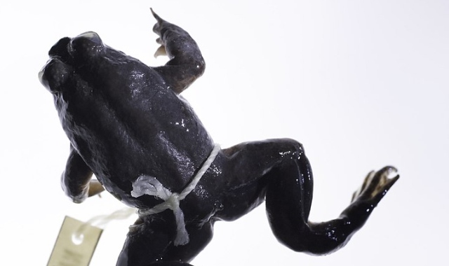 Австралийские ученые воскресили лягушку и уверены, что получится и с динозаврами