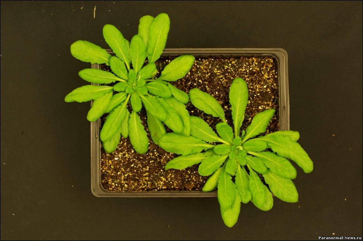 Ученые успешно вырастили очередное трансгенное растение