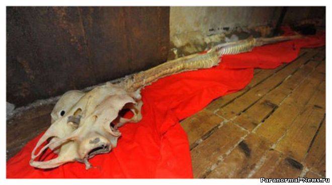 В китайском море найден необычный скелет (+ видео)