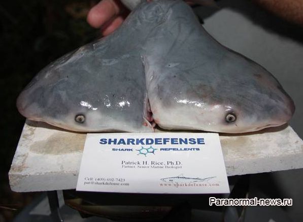 В утробе акулы нашли двухголовый эмбрион