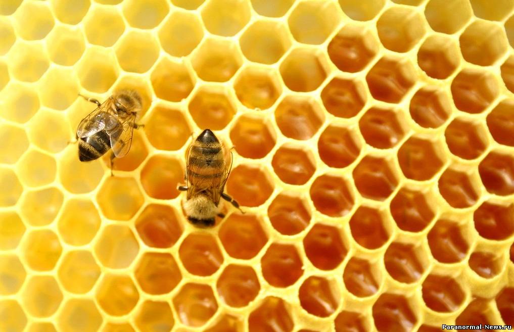 В США сообщают об исчезновении как минимум половины всей популяции пчёл