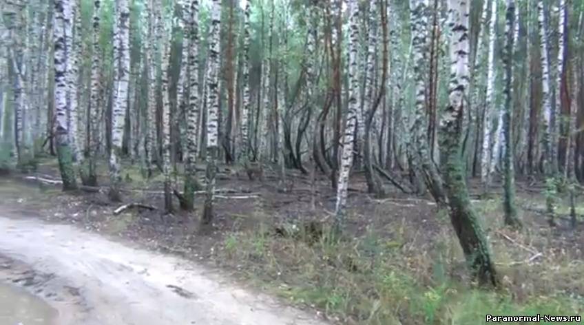Аномальный лес в Рязани