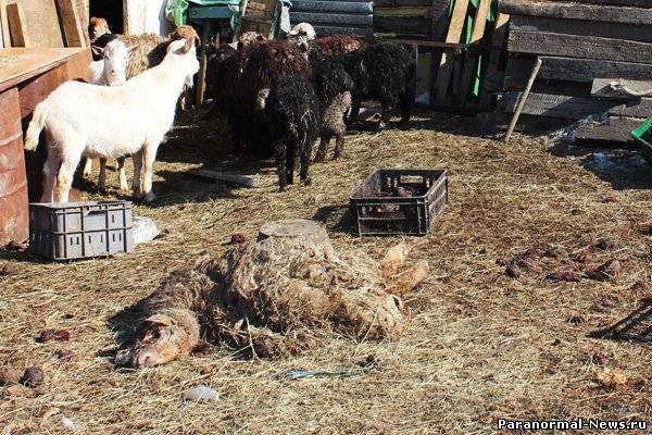 В Ноябрьске чупакабра убила и не съела барана и двух овчарок