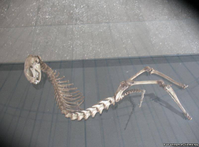 В музее Таджикистана находится странно свежий скелет...динозавра