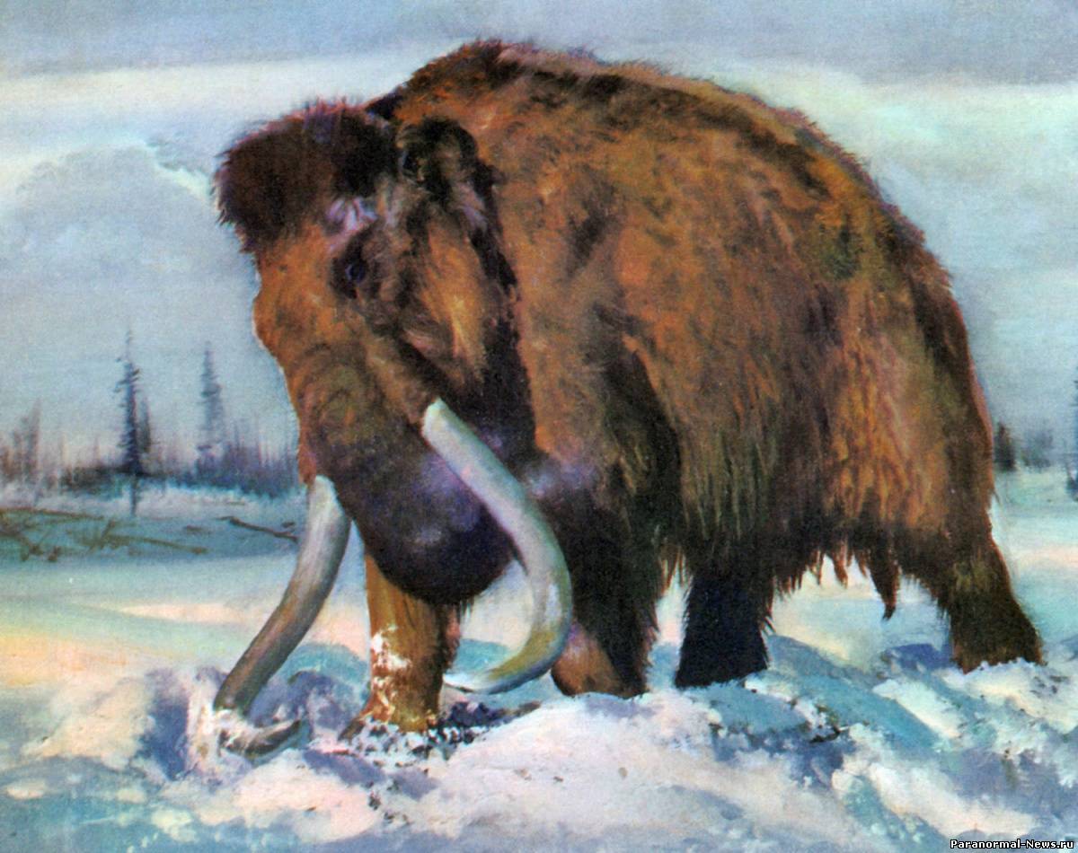В Якутии нашли нового мамонта и могут отправить его на клонирование