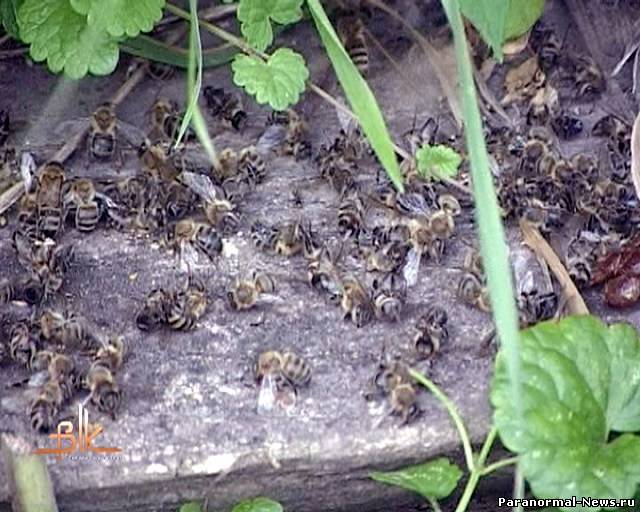 Текущая массовая гибель пчел может привести к великой катастрофе