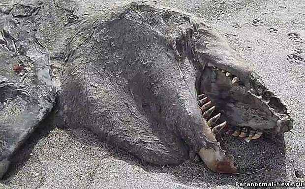 На пляж Новой Зеландии выбросило неопознанное существо