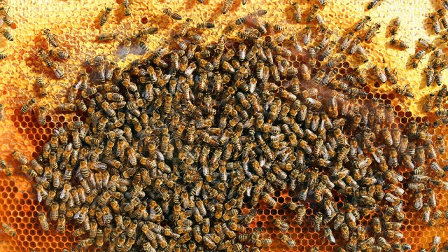 Американские пчелы насмерть закусали лошадей и ранили всадников