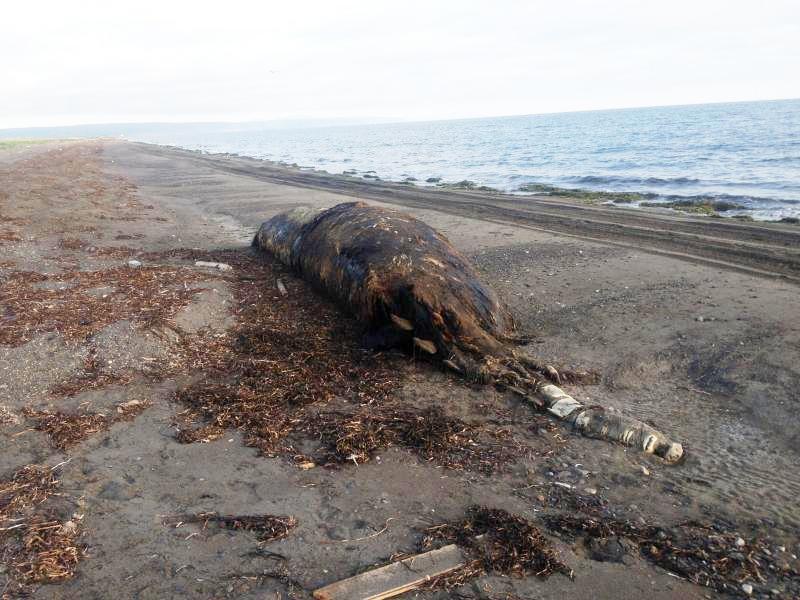 На берег Сахалина выбросило неопознанное животное