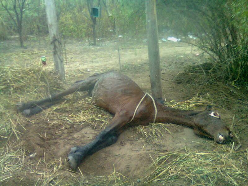 В Аргентине нечто изувечило и убило лошадь