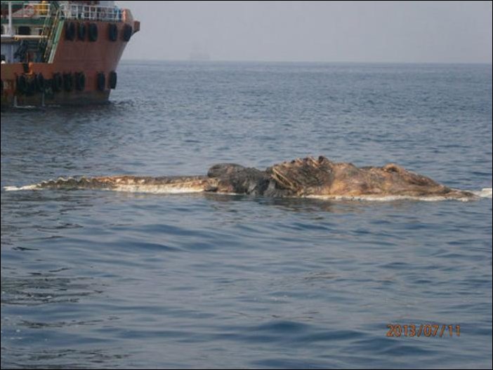 В Персидском заливе найден труп огромного крокодила?