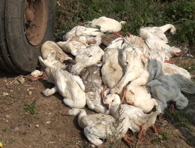 В деревне Ершовка собакообразные звери высосали кровь у гусей