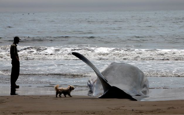 13-метровый кит выбросился умирать на калифорнийский пляж