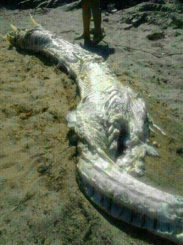 Странное морское существо выбросило на берег