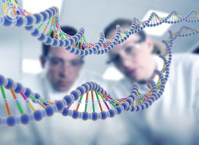 Изменение одного гена продлит жизнь человека на 20%