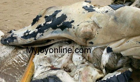 На пляж Ганы выбросило странные останки
