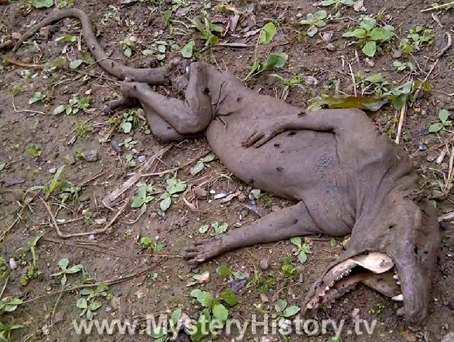 Очередной труп чупакабры найден в джунглях Венесуэлы