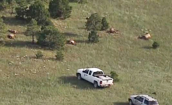 В Нью-Мексико нечто убило 120 оленей рядом с кругом на полях