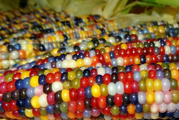 Индейский фермер создал уникальную разноцветную кукурузу