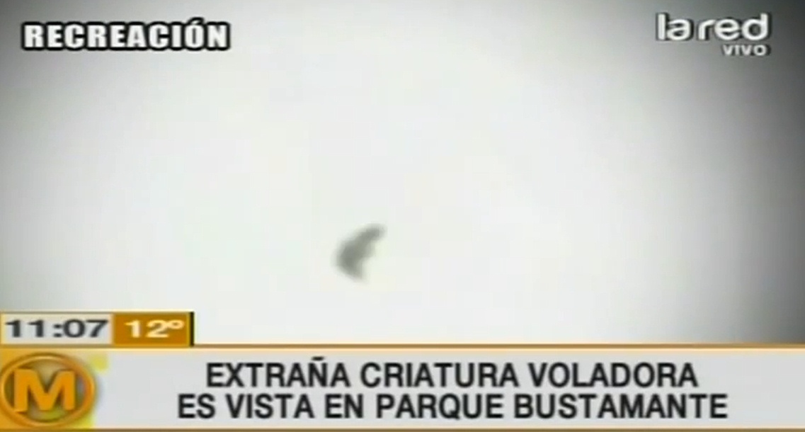 В Сантьяго засняли неизвестное летающее существо