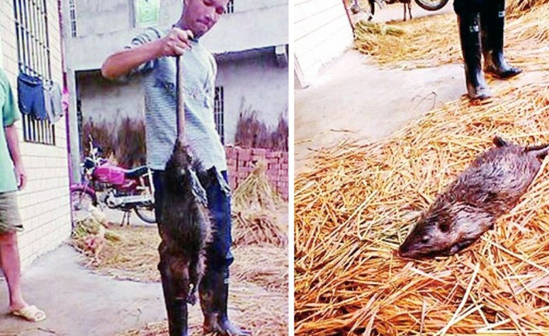 В Китае поймали огромную крысу с непробиваемой шкурой