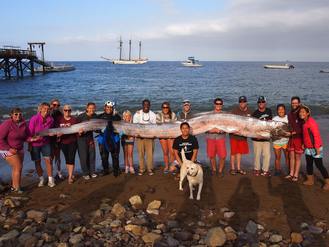 На берег Калифорнии выбрасываются редкие виды обитателей океана