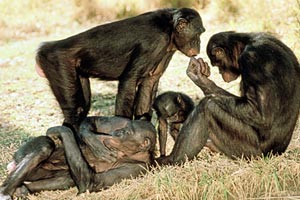 Шимпанзе бонобо - каннибалы