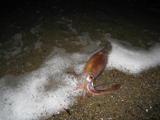 На берег Сахалина выбросились тысячи кальмаров