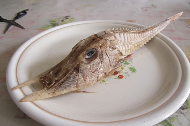 У берегов Борнео выловили неизвестную шипастую рыбу