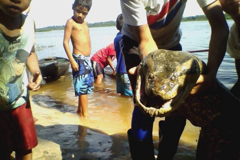 На Амазонке выловили семиметровую анаконду-людоеда
