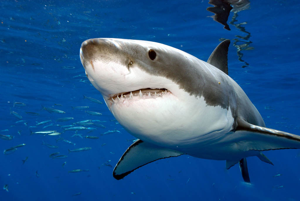 Геном человека во многом похож на генетический код акулы