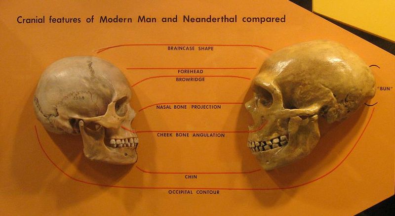 Версии: Почему мозг неандертальца был больше