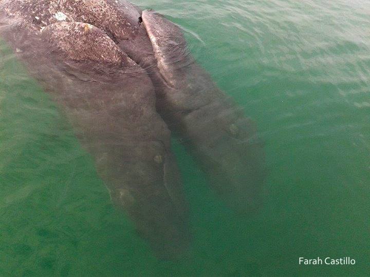 Впервые в истории люди увидели серых китов-сиамских близнецов