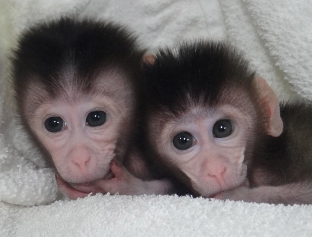 В Китае создали первых генно-модифицированных обезьян