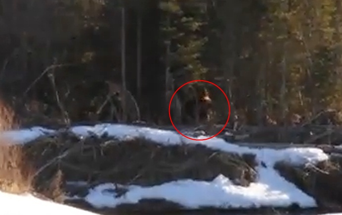 В Канаде сняли на видео Снежного Человека