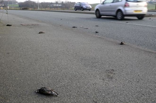 После странного хлопка на дорогу посыпались мертвые птицы