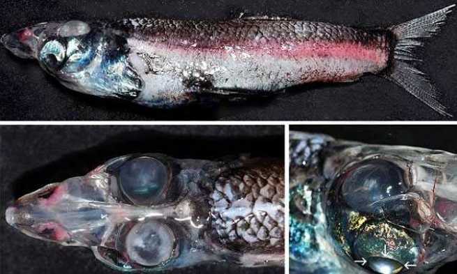 В Тасмановом море выловили четырехглазую рыбу