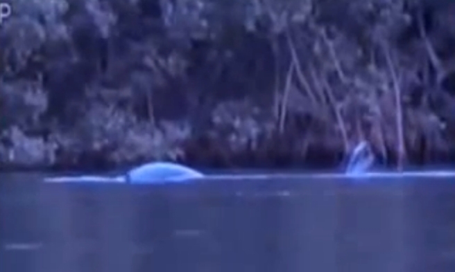 В Бразилии засняли странное существо с хвостом русалки