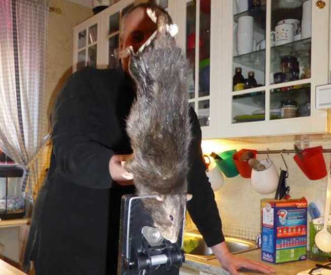 40-сантиметровую крысу изловили на шведской кухне