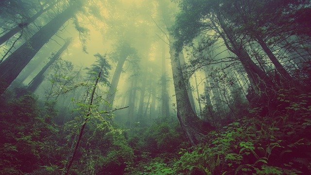 Леса, наводящие ужас, которые лучше не посещать