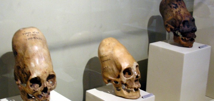 Три новых удлиненных черепа обнаружили в Антарктиде