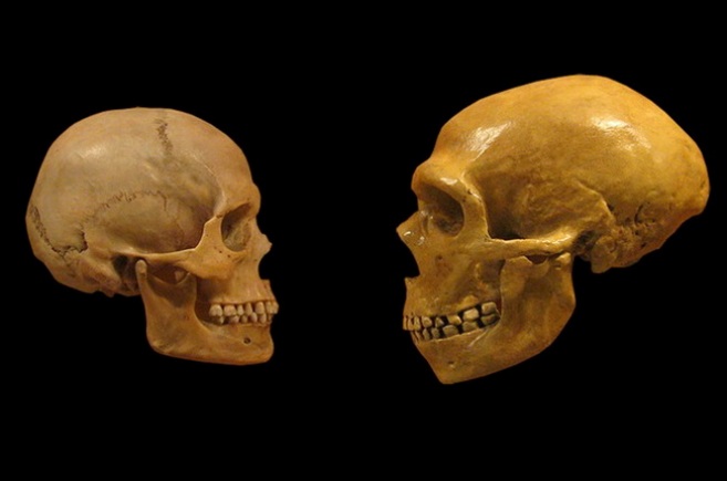 Ученые подтвердили генетическую связь между человеком разумным и неандертальцем