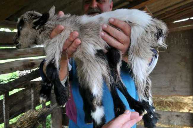 В Хорватии родился козленок-гермафродит с восемью ногами
